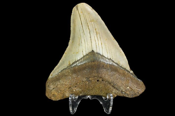 Fossil Megalodon Tooth - North Carolina #109024